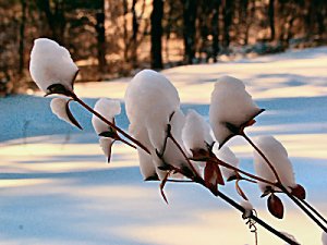 Snow Roses - Dec, 2002