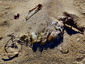 Ashes To Ashes - Marconi Beach, Cape Cod, MA - September 2008