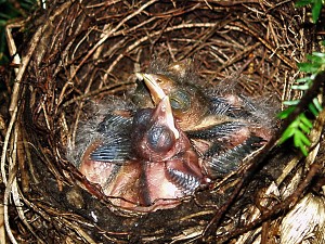 Baby Thrushes in nest, Northampton, MA - May 2007