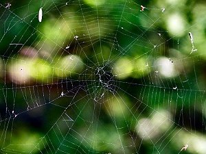 Spider Web, Conway Station Dam, Conway, MA - August 2008