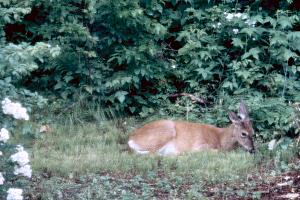 Back yard visitor, 1999