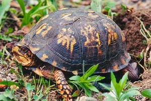 Turtle laying eggs, Summer, 2000