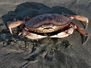 Resident of the Pacific