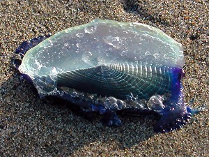 Jelly fish washed up on the beech (there were tons of them!)
